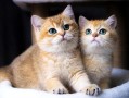 暹罗猫价格多少钱一只（便宜又好养的六大猫咪品种） ！