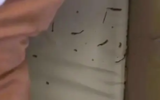 小猫偷吃20根虫草主人含泪赔2千！网友调侃：这猫身价又上涨了！