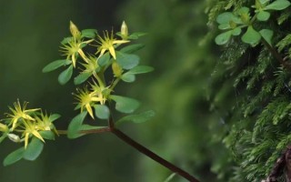 浙江江山发现新物种须女景天：3月发芽、5月开花、7月枯萎 ！