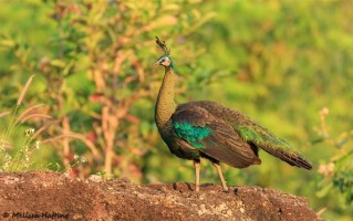 雄孔雀求偶频繁开屏被长臂猿拔毛：园方：已把孔雀转移 ！