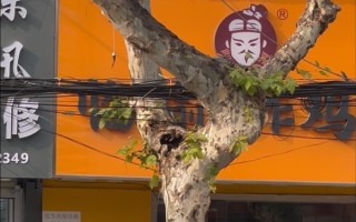 安徽马鞍山和县街头惊现瑜伽树：舞蹈生身姿都没这么妙曼 ！