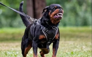 西安一小区将逐户清理禁养犬: 中华田园犬、阿拉斯加等在列 !