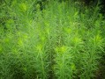 小飞蓬草用什么除草剂根除（除去小飞蓬草的有效除草剂推荐） !