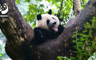 两人被终身禁入成都熊猫基地：假期参观时擅自投喂苹果 ！