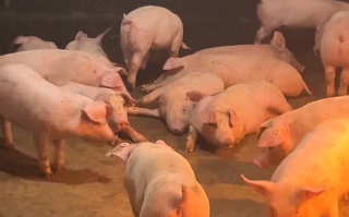 广西一养殖厂在猪舍放嗨曲：可让猪心情愉悦肉质更好 ！