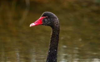 清华黑天鹅大逃亡计划落空：走到门口被拦下 ！