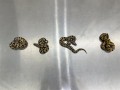 女子在内衣塞4条蟒蛇入境被查：都还活着 !