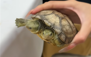 男子饲养罕见双头龟 喂食时2个头还争食！网友：相煎何太急 ！