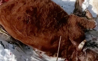 黑龙江居民家养牛被野生老虎捕食：牛的后屁股和腿肉都被吃没了 ！