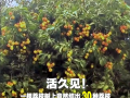 广西灵山惊现“百变荔枝王”！一棵荔枝树上竟然结出30种荔枝 ！