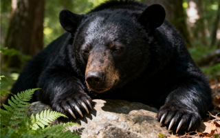 熊害已逼近东京！日本决定允许警方用步枪射杀熊 手枪作用不大 !