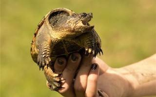 男子手指被鳄龟咬住痛哭一个多小时：消防员用酒成功救援 ！