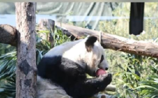 丫丫晒太阳吃果果！​网友：看到丫丫就知道周末要来了！