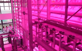让沙漠成沃土！科学家z轴种菜产量翻100倍 ！