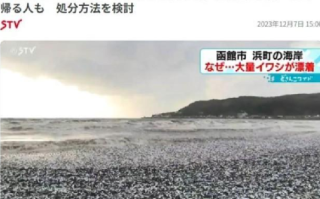 日本北海道海岸现大量沙丁鱼尸体：目前原因不明 ！