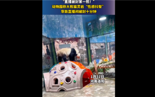 大熊猫性感抖臀致直播间被封十分钟 画面“辣目”：网友笑趴 !