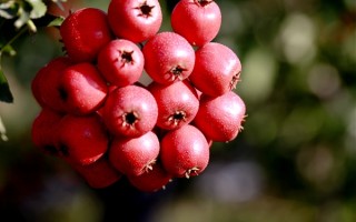 女子同食板栗、山楂胃痛难忍 医生：山楂和好多食物都不能同时吃 ！