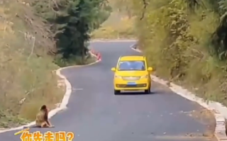 金丝猴与过路司机相互礼让：妥妥化身交通安全形象大使！