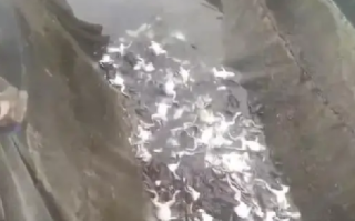 疑因上游投毒养殖户40万斤牛蛙死亡：照市场价大概损失两百多万 ！