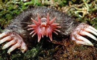 比人快20倍！它就是反应速度最快的哺乳动物：长得很诡异 ！