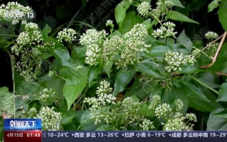 我国已记录660多种外来入侵物种：对生态系统危害极大！