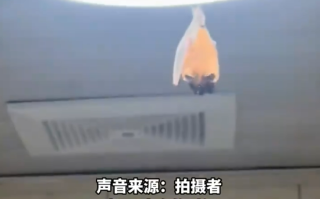开饭了！网友家中惊现“大菊头蝠”：M码翅膀包不住XXL身体 ！