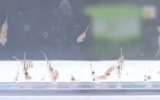 地球现存较为古物种之一！新疆沙漠首次发现盐水丰年虾 !
