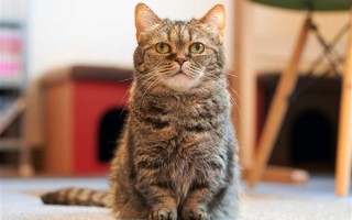 男子被猫抓伤后确诊“猫抓病”：出现反复发烧症状 ！