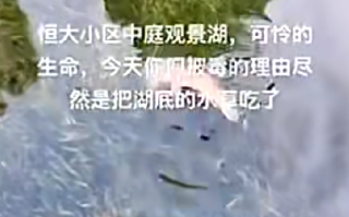 为保护水草毒死百条鱼?物业回应：是为了杀湖里的福寿螺，死掉的鱼会当作生活垃圾处理 ！
