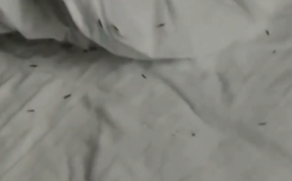 密恐慎点！男子住宾馆半夜惊醒：开灯后满床爬虫 ！