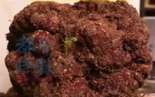 1.73公斤出价5万元!云南怒江发现全国最重黑松露 ! 1.73公斤出价5万元!云南怒江发现全国最重黑松露 !