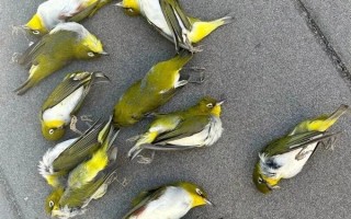 诡异：北京一大厦 大量候鸟撞上玻璃死亡！ 