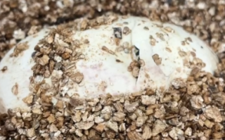 国内首次 亚洲首例！科莫多巨蜥孤雌生殖繁育成功 ！