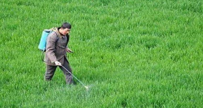 打除草剂什么时间打效果好（打除草剂最佳时间）-第2张图片