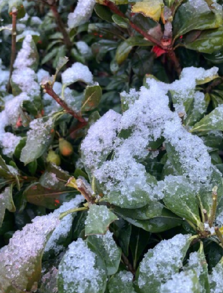 西安初雪和冬雷一起来了：把许多周末睡梦中的西安人吓醒了 ！-第1张图片