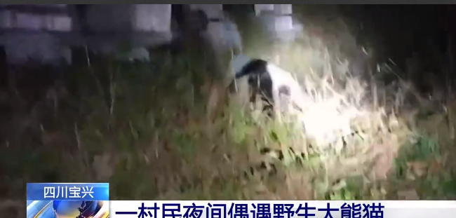 村民夜间偶遇野生大熊猫：被发现被偷拍慢悠悠走向竹林！-第1张图片