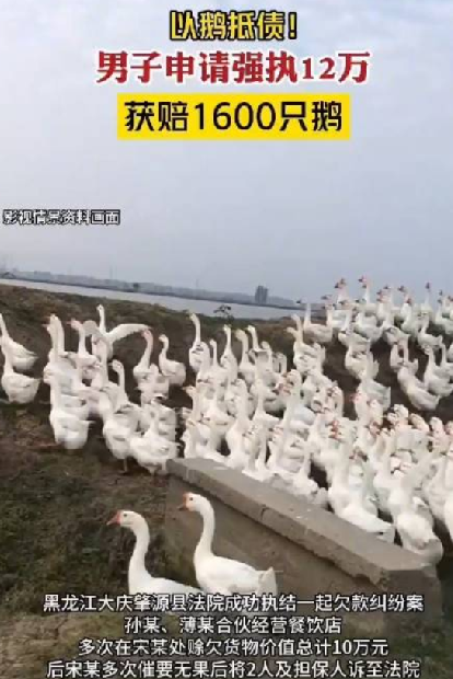 男子申请强执12万获赔1600只鹅：双方达成了“以鹅抵债” ！-第1张图片