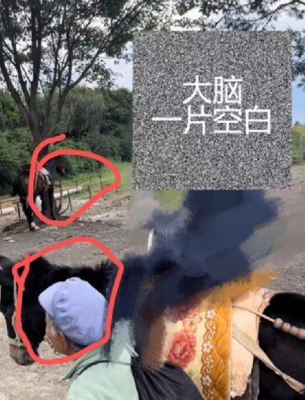 游客在丽江花168元骑马变成骑骡子 ！网友：这不是指骡为马吗？-第1张图片