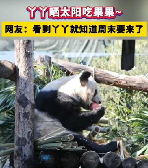 丫丫晒太阳吃果果！​网友：看到丫丫就知道周末要来了！-第1张图片