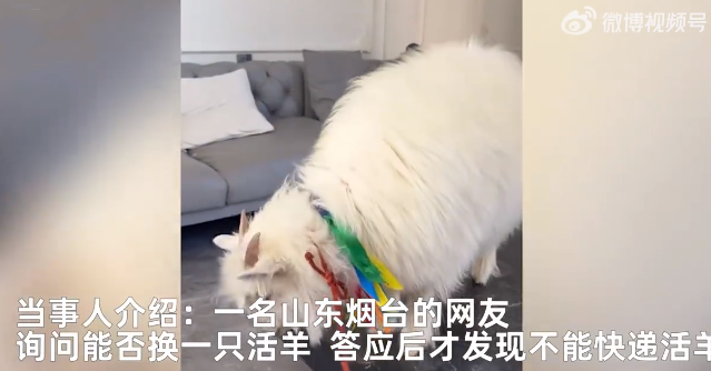内蒙网友互换特产开1700公里送活羊！直言：诚信第一，既然答应那就一定要办到 ！-第1张图片