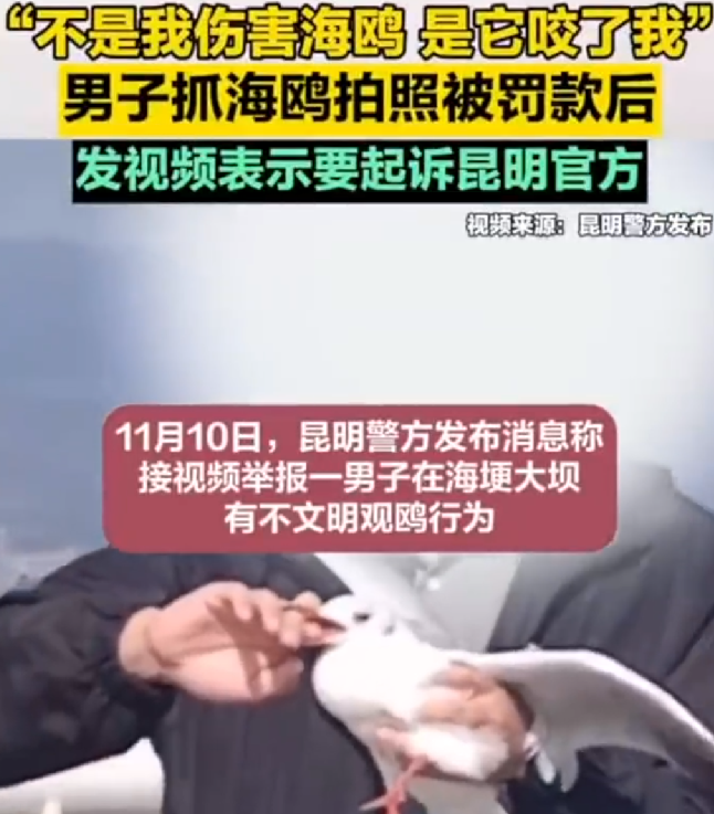 男子抓海鸥被罚要起诉昆明官方！直言：“不是我伤害海鸥 是它咬了我” ！-第1张图片