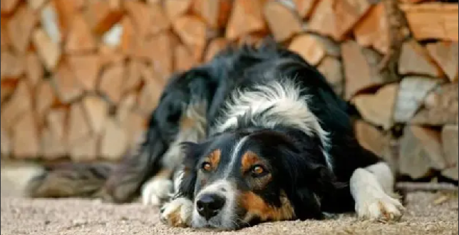 美国多州爆发神秘犬类传染病：最快24小时内变重症，尚不清楚发病机理 ！-第1张图片