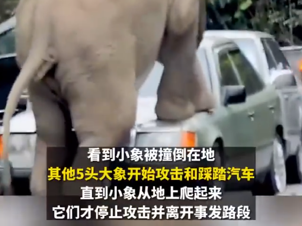 男子驾车误撞小象遭5头大象围攻：直到小象从地上爬起来，才停止攻击并离开事发路段 ！-第1张图片