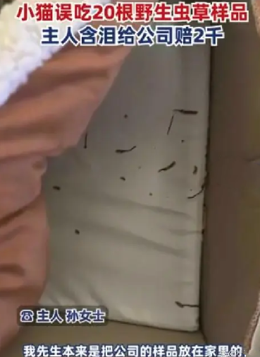 小猫偷吃20根虫草主人含泪赔2千！网友调侃：这猫身价又上涨了！-第1张图片