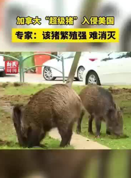 加拿大“超级猪”入侵美国！专家：该猪繁殖强 难消灭 ！-第1张图片