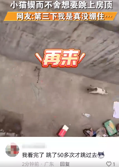 猫咪犟种附体欲跳对面房顶连摔3次 ！网友：看来它是想把9条命用完 ！-第1张图片
