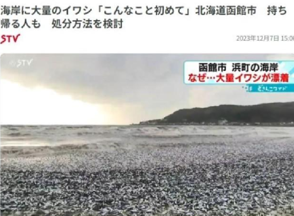 日本北海道海岸现大量沙丁鱼尸体:目前原因不明 !-第1张图片 日本北海道海岸现大量沙丁鱼尸体:目前原因不明 !-第1张图片