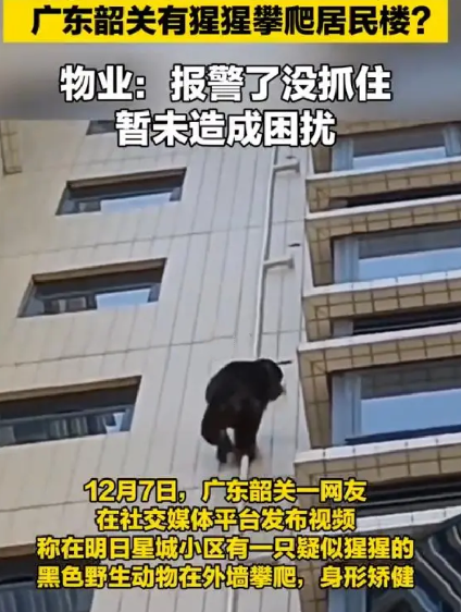 黑猩猩攀爬居民楼?专家:是藏酋猴，该小区周边的芙蓉山有藏酋猴种群 ！-第1张图片