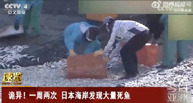日海岸现死鱼 官员称与核污染水无关：可能死于缺氧 ！-第1张图片