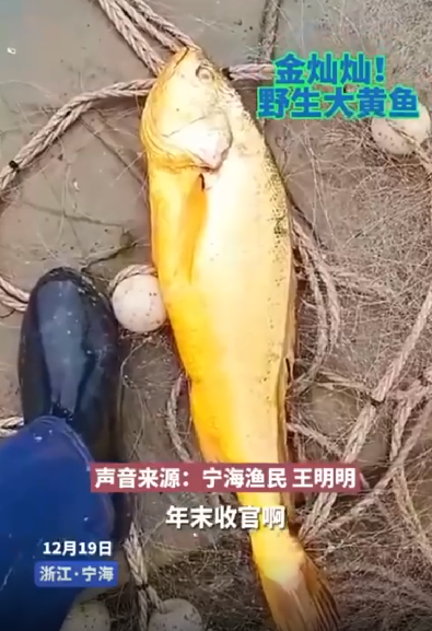 渔民捕获海中土豪金能卖二三万：重达4.2斤，体长约60厘米 ！-第1张图片